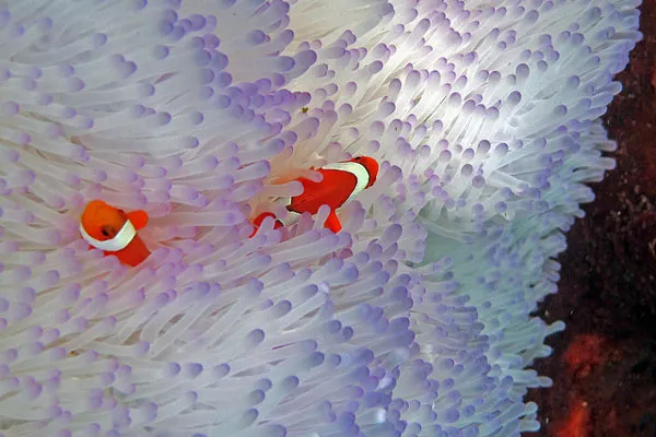 Indonezja | Rafy Raja Ampat Indonezja | Rafy Raja Ampat