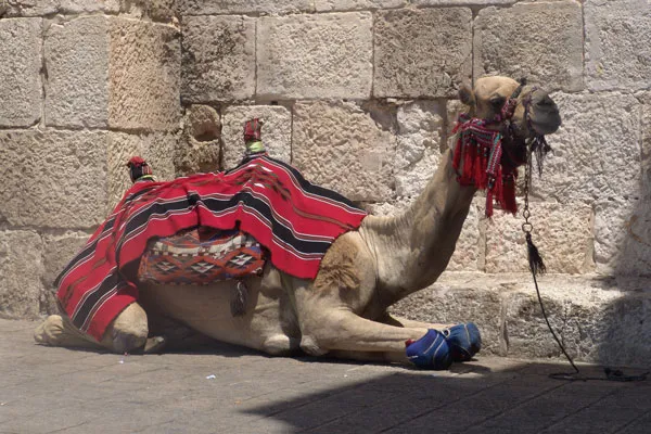 Izrael | Wypoczynek w cieniu przy Jaffa Gate (Jerozolima) Izrael | Wypoczynek w cieniu przy Jaffa Gate (Jerozolima)