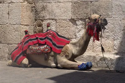 Kiedy jechać do Izraela?