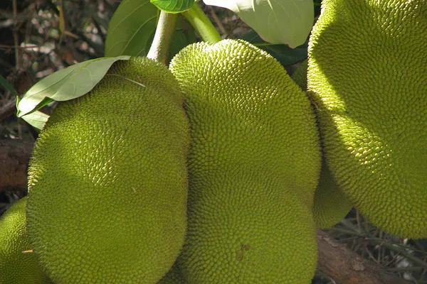 Kuchnie | Jackfruit - niezwykle popularny owoc na Sri Lance Kuchnie | Jackfruit - niezwykle popularny owoc na Sri Lance