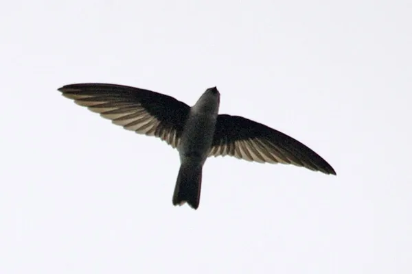 Chiny | Oto autor wykwintnego dania kuchni azjatyckiej Chiny | Oto autor wykwintnego dania kuchni azjatyckiej