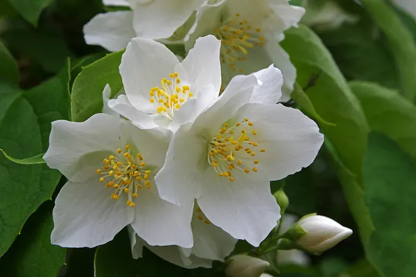 Tunezja | Pod nazwą jaśmin kryje się aż 200 gatunków kwiatów Tunezja | Pod nazwą jaśmin kryje się aż 200 gatunków kwiatów