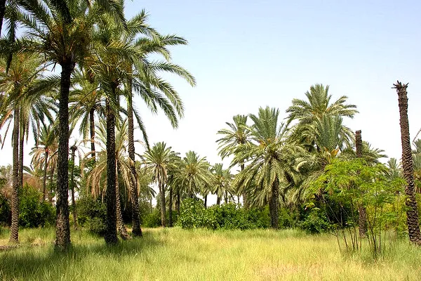 Tunezja | Magiczna Oaza Kabis Tunezja | Magiczna Oaza Kabis