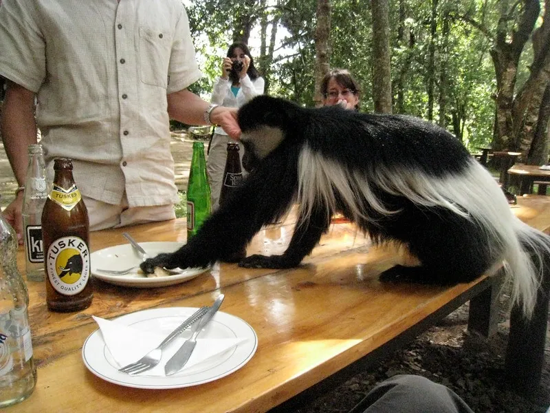 Kenia | W miejscach typowo turystycznych możemy się czuć bezpiecznie. Zawsze trzeba mieć na oku pieniądze, rzeczy osobiste, uważać na kieszonkowców, nie spacerować samotnie po zmroku i unikać wszelkich większych zgromadzeń Kenia | W miejscach typowo turystycznych możemy się czuć bezpiecznie. Zawsze trzeba mieć na oku pieniądze, rzeczy osobiste, uważać na kieszonkowców, nie spacerować samotnie po zmroku i unikać wszelkich większych zgromadzeń