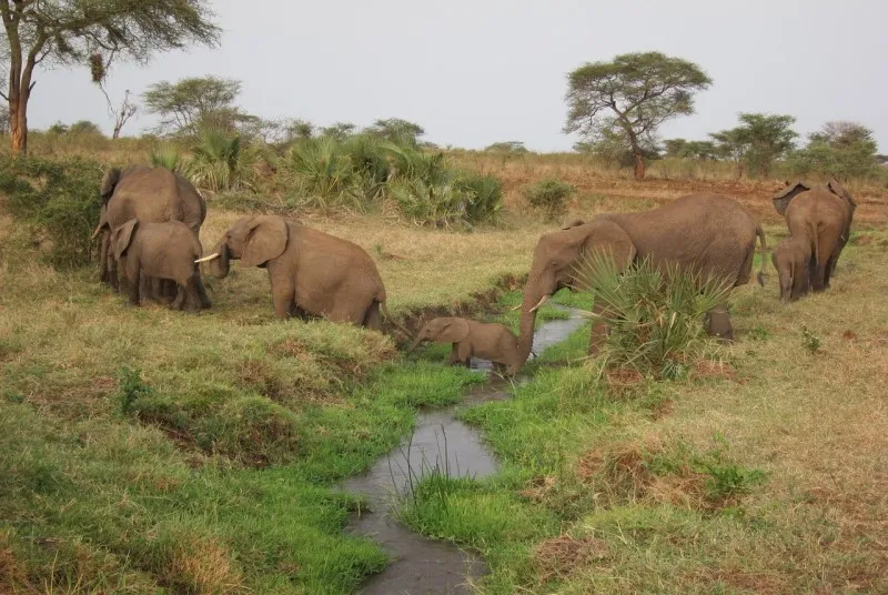 Kenia | Park Narodowy Meru