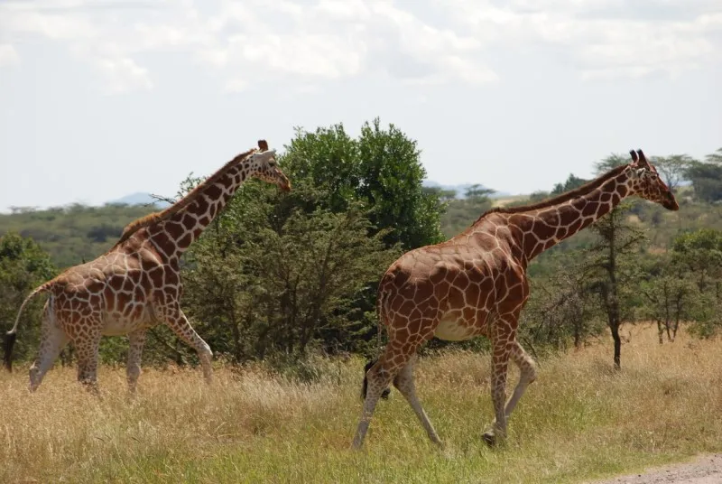 Kenia | Rezerwat Ol Pejeta