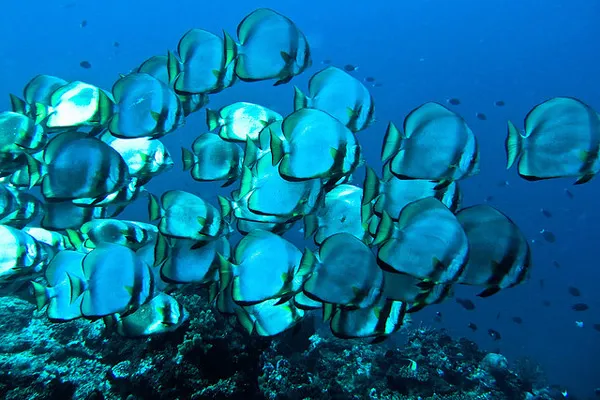 Komodo | Podwodny świat Indonezji Komodo | Podwodny świat Indonezji