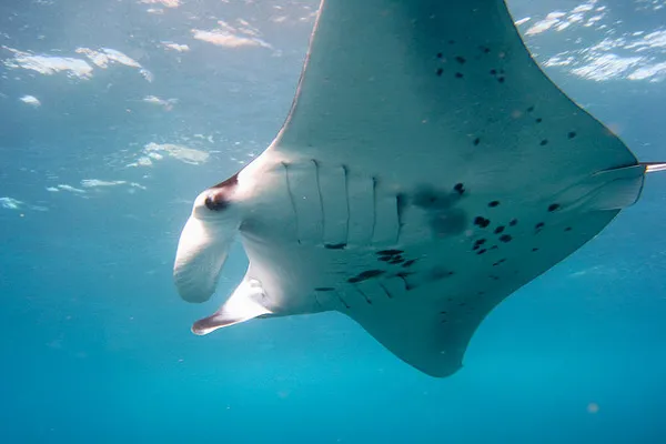 Komodo | Manta (Manta birostris) Komodo | Manta (Manta birostris)
