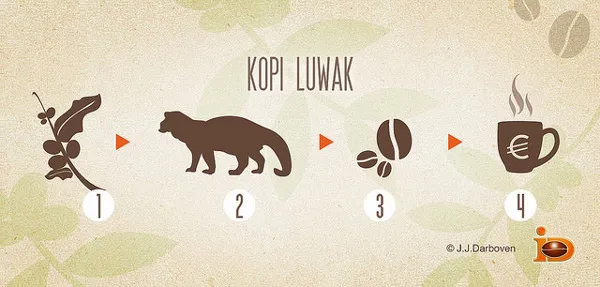 Birma | Kopi Luwak to kawa wytwarzana z odchodów łaskuna muzanga