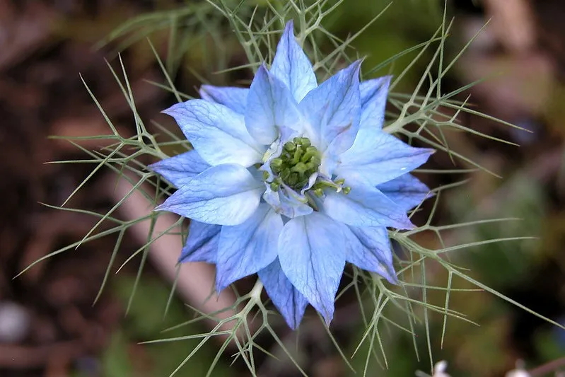 Tunezja | Nigella damascena, czyli czarnuszka damasceńska, z której wytwarza się olejek Tunezja | Nigella damascena, czyli czarnuszka damasceńska, z której wytwarza się olejek