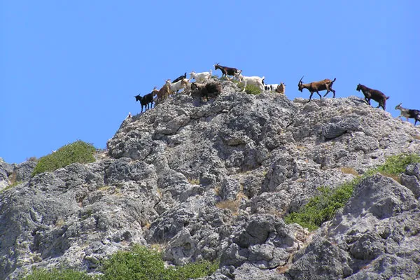 Kreta | Dzikie kozy kri–kri