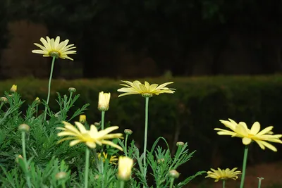 Festiwal kwiatów – Anthestiria