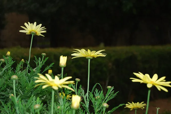 Cypr | Anthestiria Flower Festival organizowany jest w kilku miastach na Cyprze Cypr | Anthestiria Flower Festival organizowany jest w kilku miastach na Cyprze