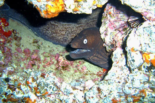 Lanzarote | W wodach przybrzeżnych Lanzarote żyją rozmaite gatunki zwierząt