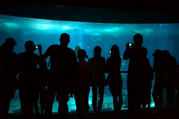 Portugalia | Lizbońskie Oceanarium to jena z największych atrakcji miasta Portugalia | Lizbońskie Oceanarium to jena z największych atrakcji miasta