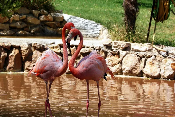 Portugalia | Flamingi w Ogrodzie Zoologicznym w Lizbonie Portugalia | Flamingi w Ogrodzie Zoologicznym w Lizbonie