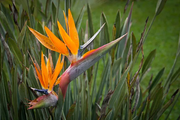 Portugalia | Strelicja królewska – symbol Madery Portugalia | Strelicja królewska – symbol Madery