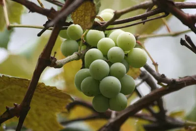 Festiwal wina (26 sierpnia – 2 września 2012 )