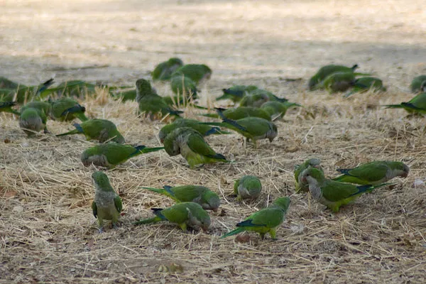 Madryt | Park Casa de Campo Madryt | Park Casa de Campo