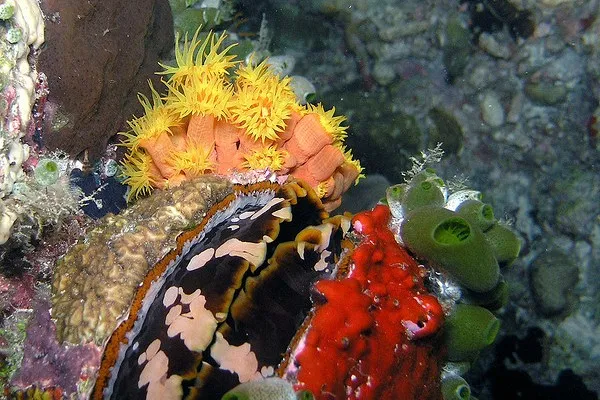 Malediwy | Bogactwo barw na nurkowym safari Malediwy | Bogactwo barw na nurkowym safari