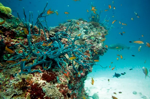 Malediwy | Piękno malediwskich głębin Malediwy | Piękno malediwskich głębin