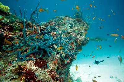 Nurkowanie na Malediwach