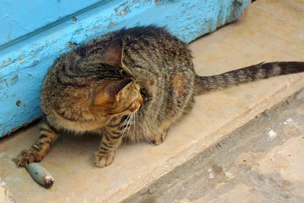 Tunezja | Mały mieszkaniec medyny Tunezja | Mały mieszkaniec medyny