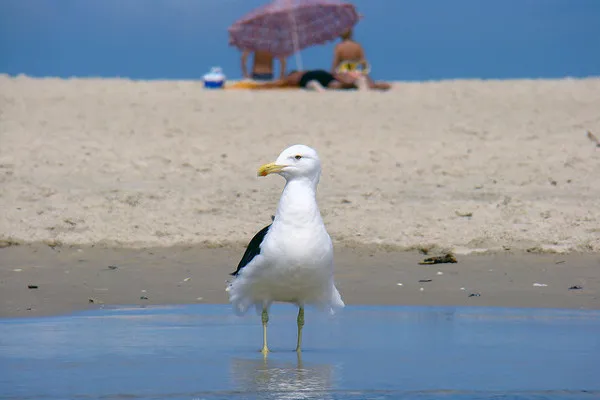 Brazylia | Guarda do Embaú - jedna z najpiękniejszych plaż w Brazylii