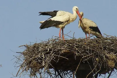 Klepetan i Malena – chorwackie bociany