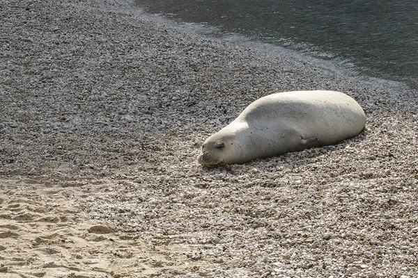 Chorwacja | Pamiętajcie, aby nie podchodzić za blisko i nie niepokoić tych zwierząt Chorwacja | Pamiętajcie, aby nie podchodzić za blisko i nie niepokoić tych zwierząt