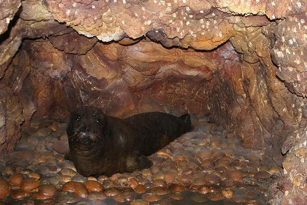 Chorwacja | Mniszka śródziemnomorska Chorwacja | Mniszka śródziemnomorska