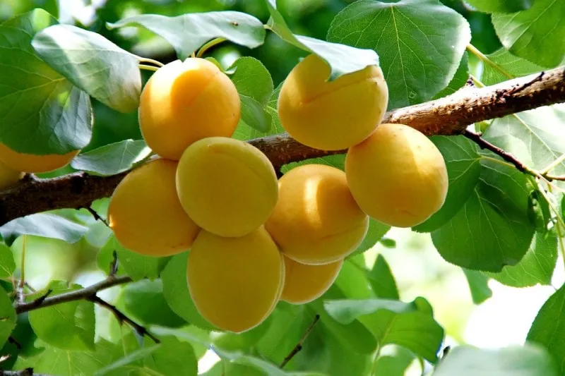 Turcja | Morelowe drzewko dorasta do 15 m wysokości