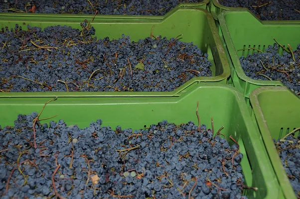 Cypr | W muzeum można sprobować 2 spośród 38 rodzajów, produkowanego na Cyprze Wina