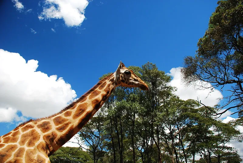 Kenia | Mieszkaniec Parku Narodowego Nairobi Kenia | Mieszkaniec Parku Narodowego Nairobi