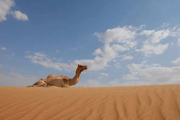 Dubaj | Wakacje w Dubaju to strzał w 10! Dubaj | Wakacje w Dubaju to strzał w 10!