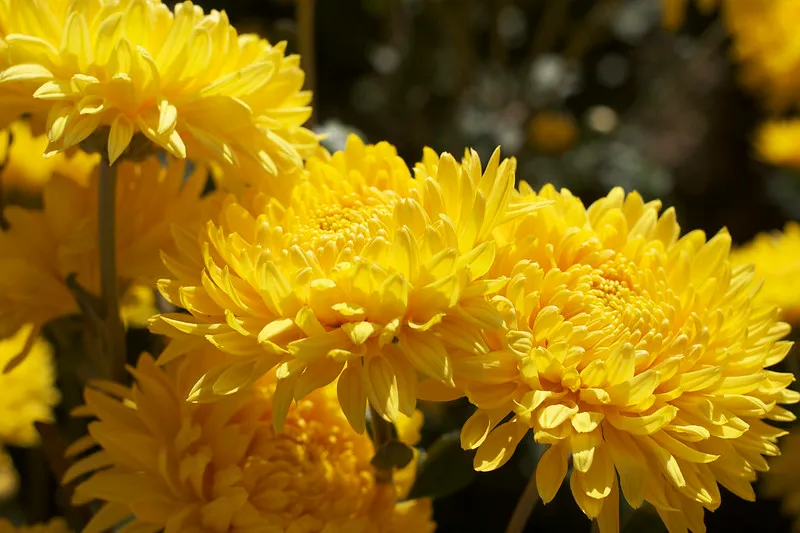 Ukraina | Bal Chryzantem Ukraina | Bal Chryzantem