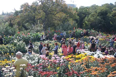 Festiwal – Bal Chryzantem