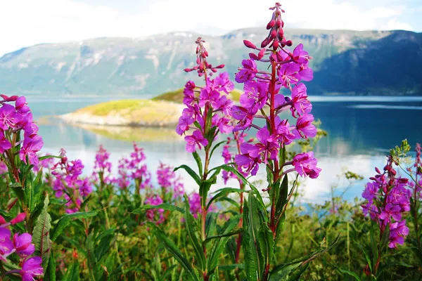 Norwegia | Lyngenfjord