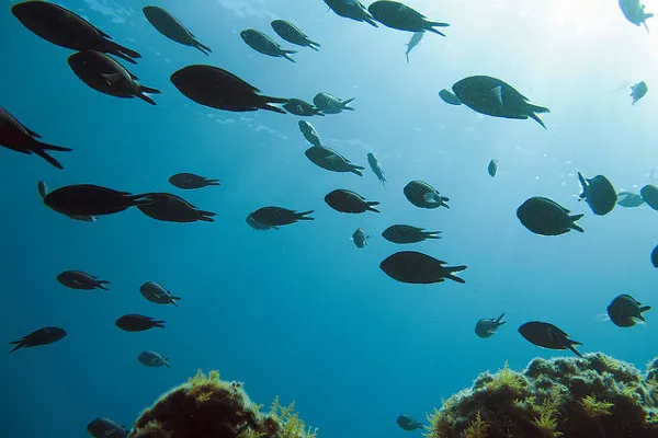 Chorwacja | Podwodny świat Chorwacji Chorwacja | Podwodny świat Chorwacji