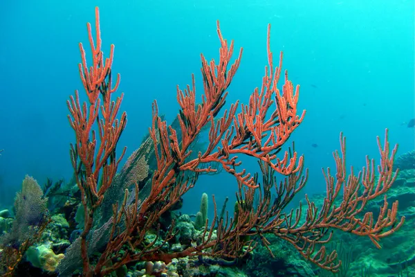 Jamajka | Najlepszym czasem na nurkowanie na Jamajce są miesiące od czerwca do września Jamajka | Najlepszym czasem na nurkowanie na Jamajce są miesiące od czerwca do września
