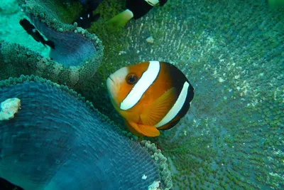 Nurkowanie w Portugalii