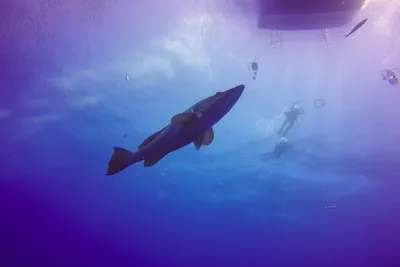 Nurkowanie na Cyprze