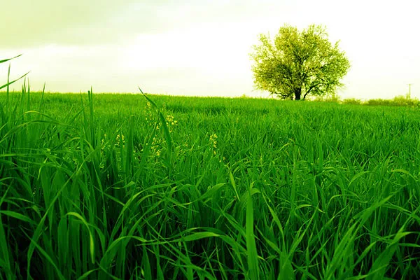 Cypr | Okolice miejscowości Fikardou w dystrykcie Nikozja Cypr | Okolice miejscowości Fikardou w dystrykcie Nikozja