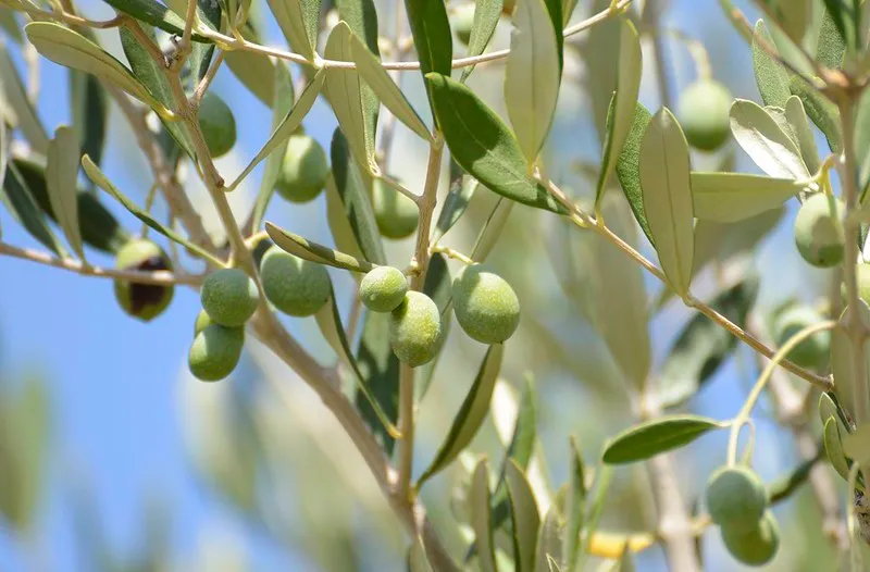 Cypr | Gałązka drzewa oliwnego symbolizuje pojednanie Cypr | Gałązka drzewa oliwnego symbolizuje pojednanie