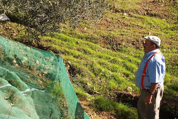 Tunezja |Wiele tunezyjskich rodzin utrzymuje się wyłącznie z oliwnych plantacji Tunezja |Wiele tunezyjskich rodzin utrzymuje się wyłącznie z oliwnych plantacji