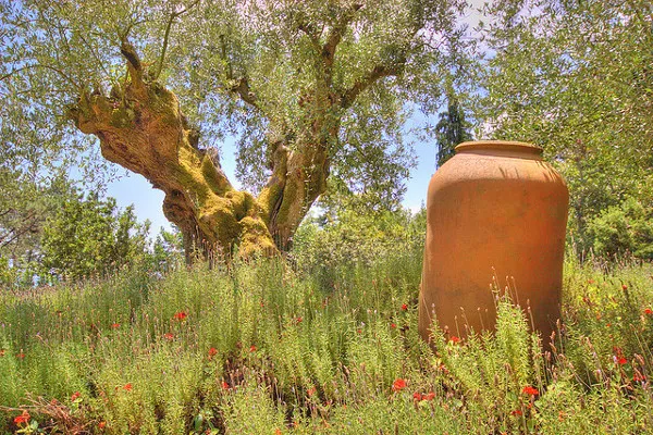 Portugalia | Drzewa oliwne znane są nam od około 5000 lat Portugalia | Drzewa oliwne znane są nam od około 5000 lat