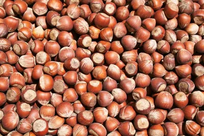 Orzech laskowy - ceniony smak z Turcji