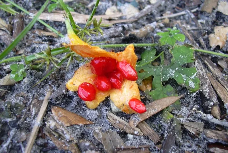 Jamajka | Przepękla ogórkowata Jamajka | Przepękla ogórkowata