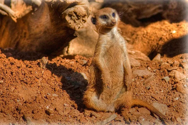 Gran Canaria | Mały mieszkaniec Palmitos Park