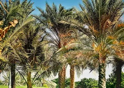 Roślinność i uprawy w Dubaju